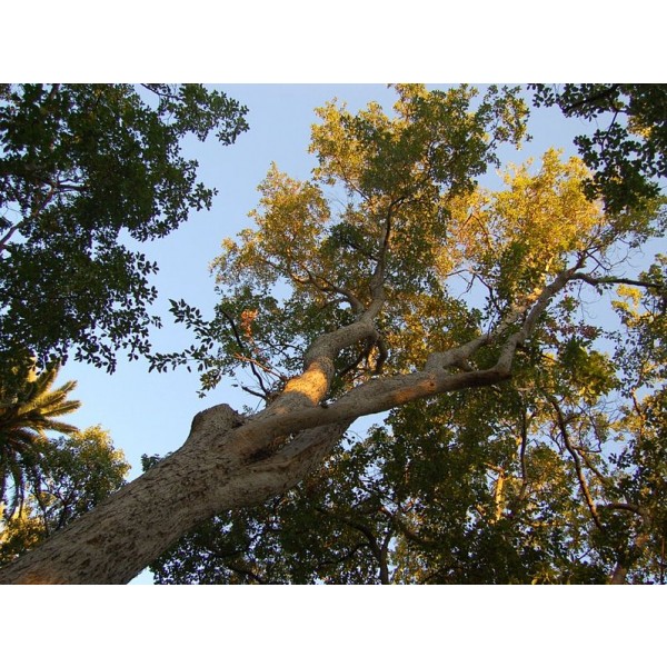 Acer Oblongum (Evergreen Maple Tree)