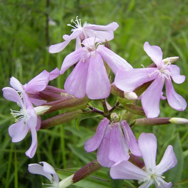 Soapwort (Saponaria officinalis)