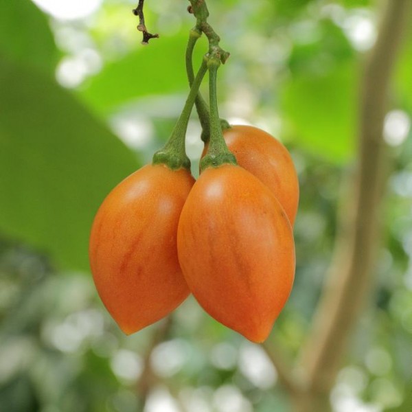 Tamarillo (Solanum betaceum)
