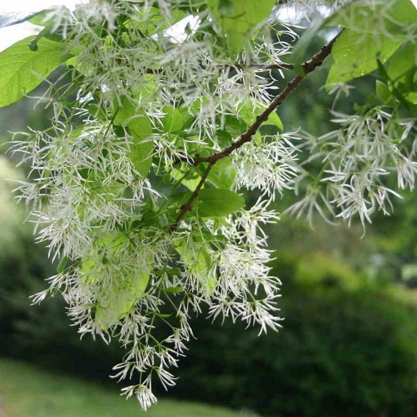 White Fringetree Seeds (Chionanthus virginicus)
