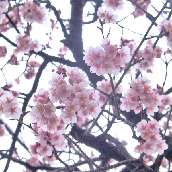 Wild Himalayan Cherry Seeds (Prunus cerasoides)