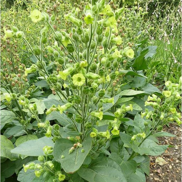 Wild Tobacco Seeds (Nicotiana rustica)