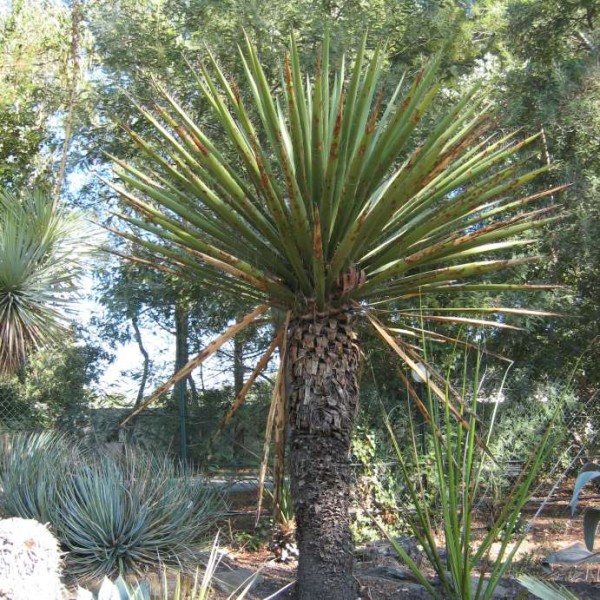 Yucca Carnerosana Seeds (Giant Spanish Dagger Seeds)