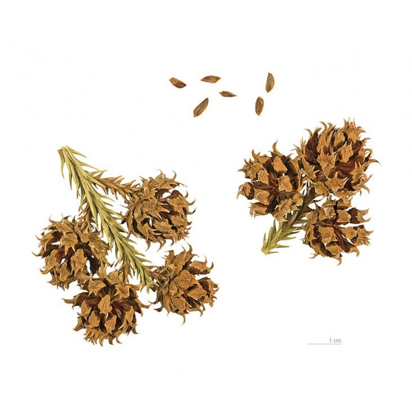Cryptomeria japonica 25 graines de Cèdre du Japon japanese Cedar seeds