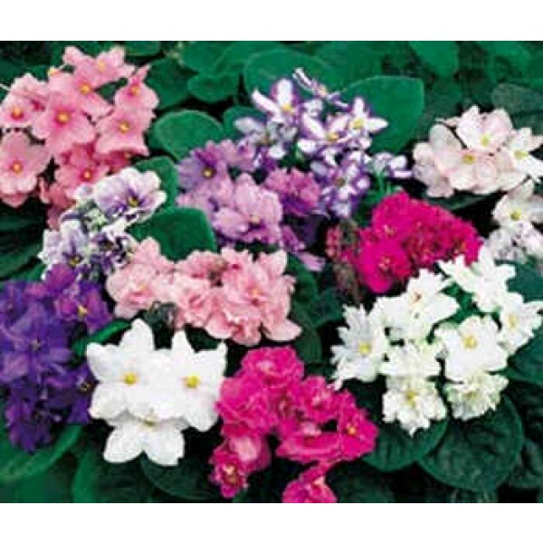 African Violet Seeds (Saintpaulia Seeds)