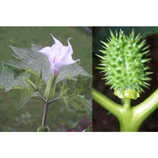 Buy Thornapple seeds online on Rarexoticseeds