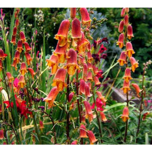 Buy Dusky Maid Sunset Foxglove Seeds Online Rarexoticseeds