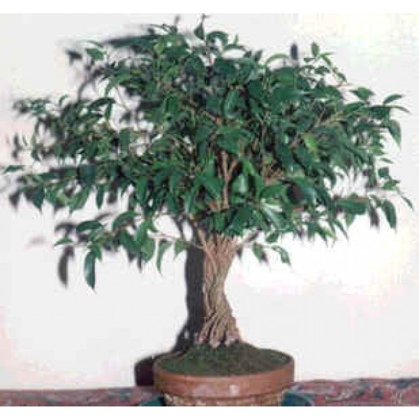 Ficus Benjamina Seeds (Weeping Chinese Banyan Seeds)