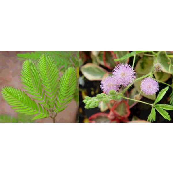 Buy Sensitive Plant Seeds Rarexoticseeds