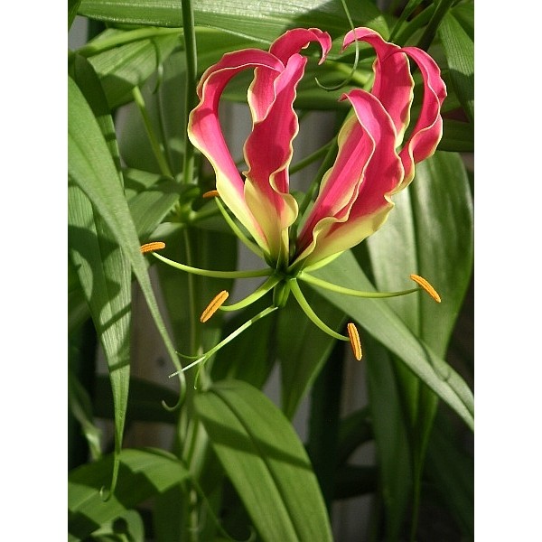 *Rare Exotic* Flame Lily Mix Pack Gloriosa superba 10 Seeds Shipped From Canada 