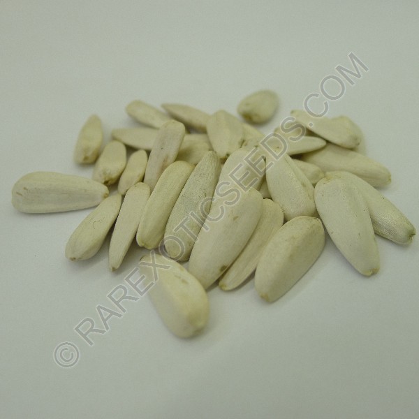 Buy Giant Sunflower Seeds Rarexoticseeds