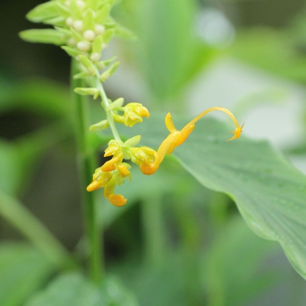 Dancing Girl Ginger Seeds (Globba Schomburgkii)
