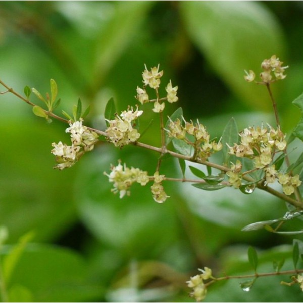 Buy Henna Seeds - Rarexoticseeds