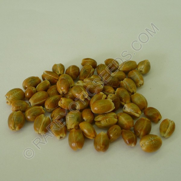 Leucospermum Glabrum Seeds (Pincushion Protea Seeds)