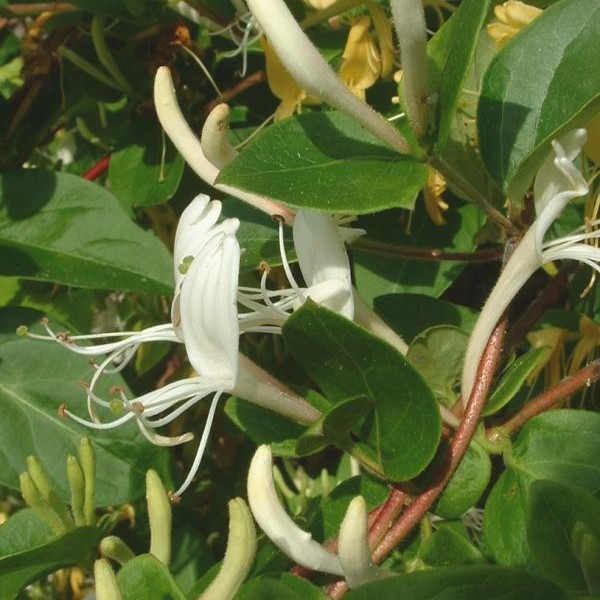 Japanese Honeysuckle Seeds (Lonicera japonica Seeds)
