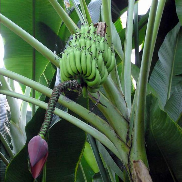 Buy Musa Balbisiana Seeds Rarexoticseeds