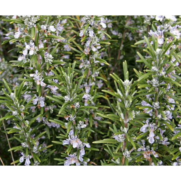 Buy Rosemary Seeds Online Rarexoticseeds