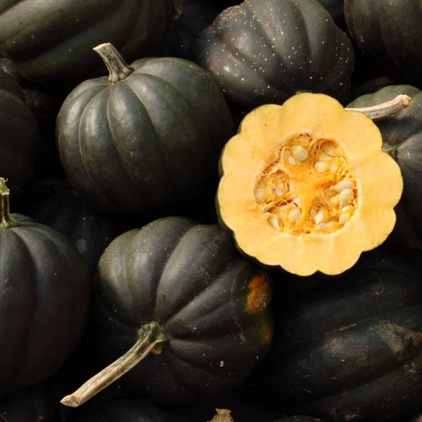 Sweet Reba Acorn Squash Seeds *ORGANIC* - Vegetable Garden