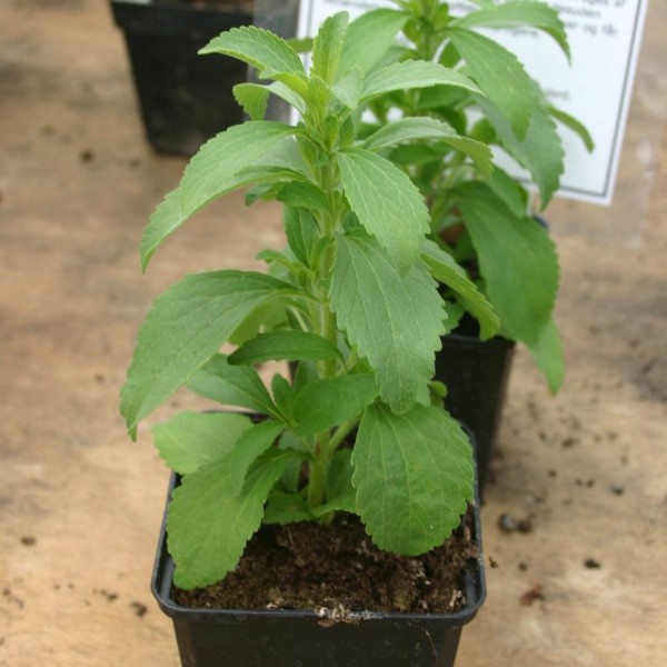 Buy Stevia Rebaudiana Seeds Online Rarexoticseeds
