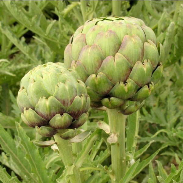Buy Artichoke Tavor Seeds Rarexoticseeds