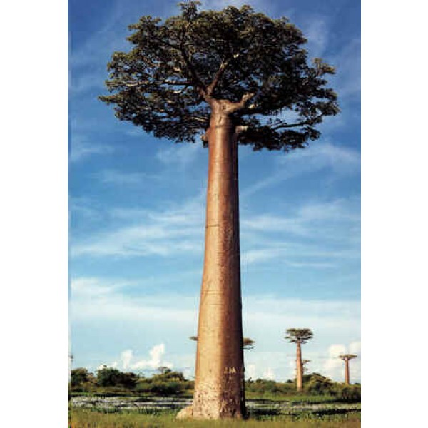 Graines Adansonia Grandidieri (Graines Baobab Géant)