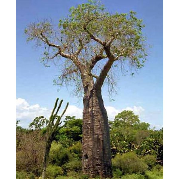 Adansonia Perrieri (Baobab de Perrier)