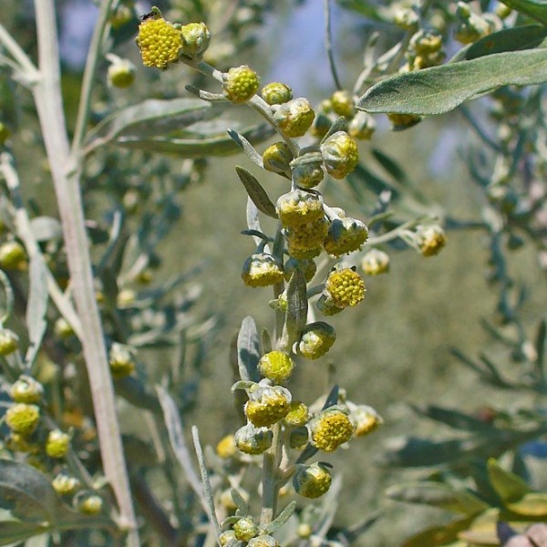Artemisia Absinthium (Absinthe)
