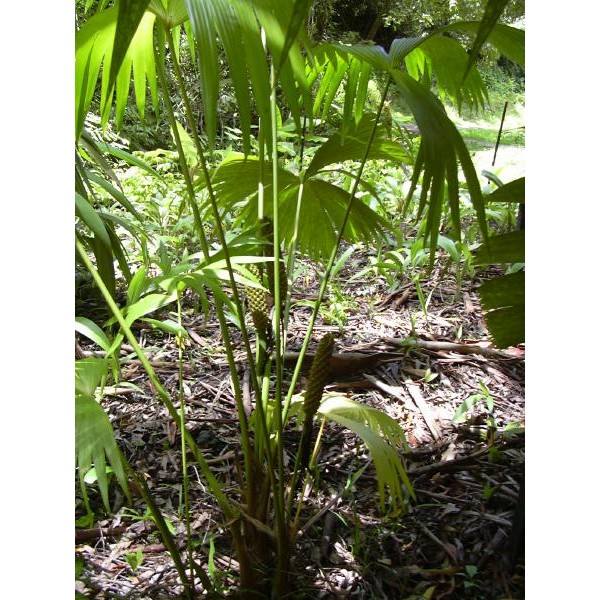 Carludovica palmata (Jipijapa Palm) 
