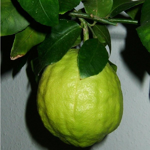 Cédratier - ( Citrus Medica )