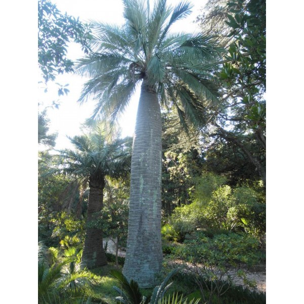 Jubaea Chilensis (Chiliean Wine Palm)