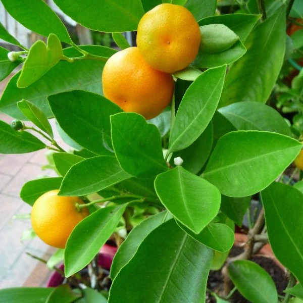 Graines Citrus Reticulata (Graines Mandarinier)