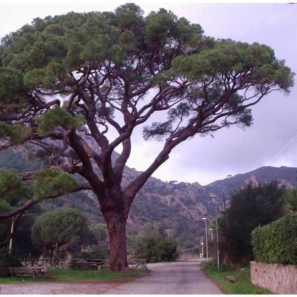 Pinus Pinea ( Pin parasol)