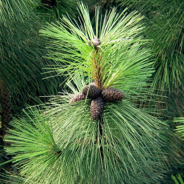 Pinus Ponderosa Seeds (Ponderosa Pine, Bull Pine, Blackjack Pine, Western Yellow Pine)