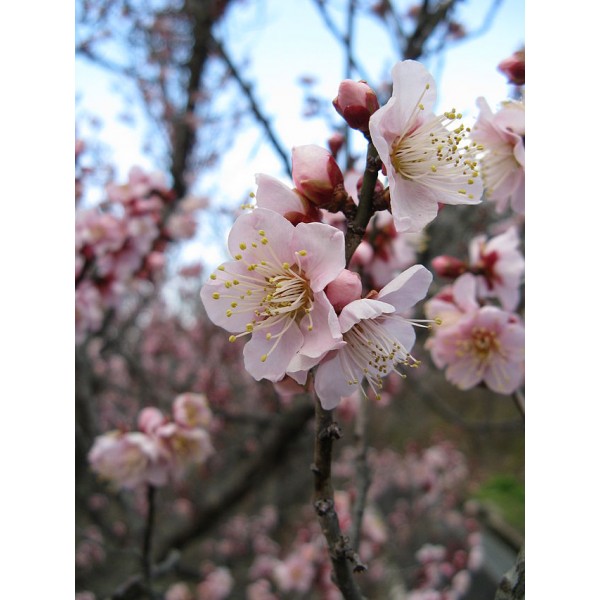 Prunus Mume (Abricotier Japonais)