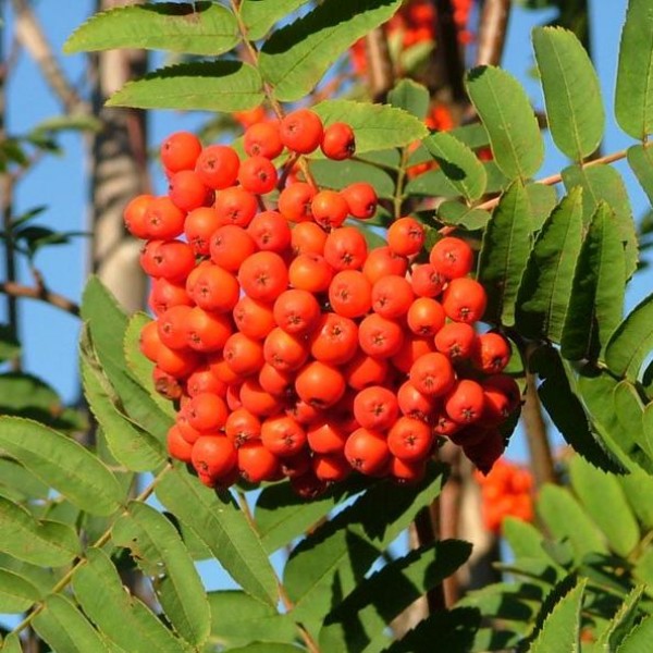 Sorbier Des Oiseleurs (Sorbus aucuparia)