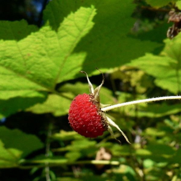 Rubus Parviflorus fruit