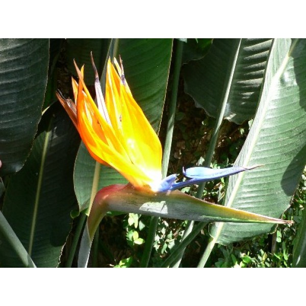 GEESENSS 50Pcs Graine Jardin Graines Fleurs à Semer Graines de Strelitzia oiseau de paradis