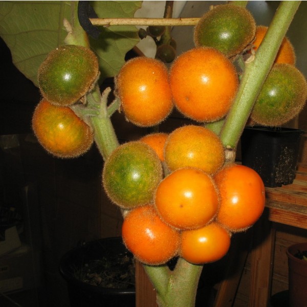 Solanum Quitoense (Narangille)