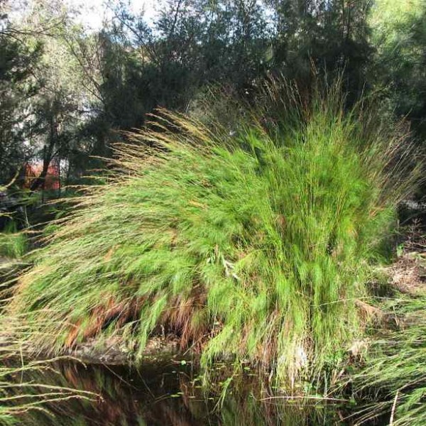 Graines Baloskion tetraphyllum (Restio)
