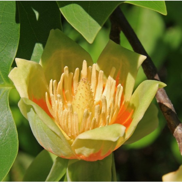Graines Tulipier de Virginie (Liriodendron tulipifera)