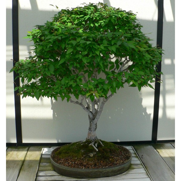 résistantes à la maladie hollandaise de l'Orme Zelkova Graines idéal pour bonsai Japanese Elm 