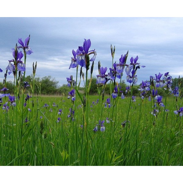 Graines Iris Sibirica (En Mélange)