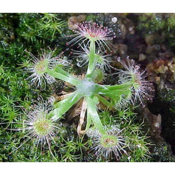 Graines Drosera Androsaceae (Pygmée)