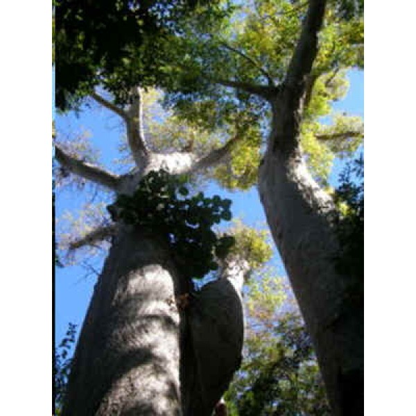 Graines Adansonia Madagascariensis (Graines Baobab de Madagascar)