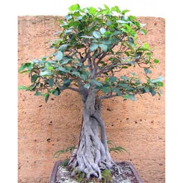 Graines Ficus Macrophylla (Figuier de la Baie de Moreton)