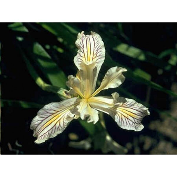 Graines Iris Bracteata