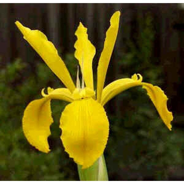 Iris Crocea