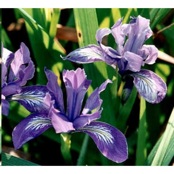 Graines Iris Douglasiana
