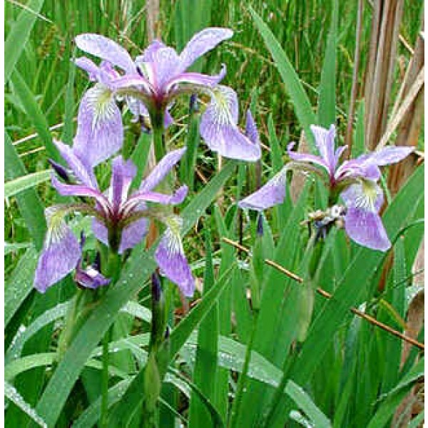 Graines Iris Versicolor