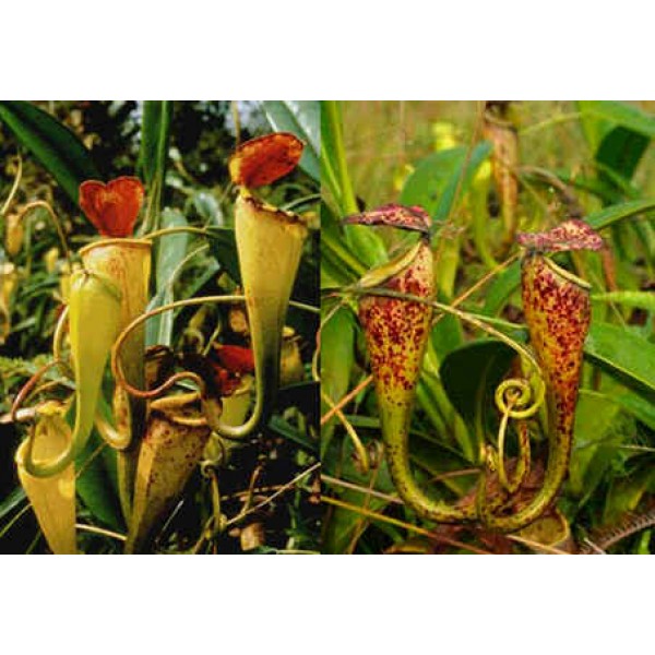 Nepenthes Madagascariensis